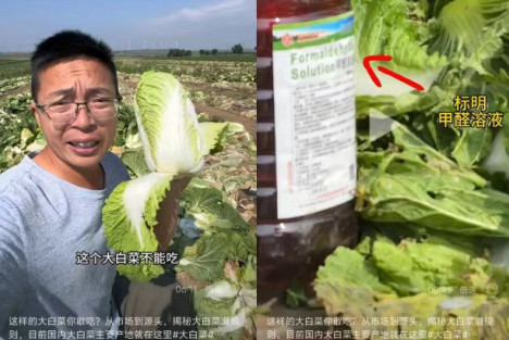 子午：大白菜蘸甲醛屡禁不止，因为“吃不死人”