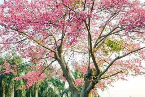 七律·咏南疆大腹木棉花（下平六麻）