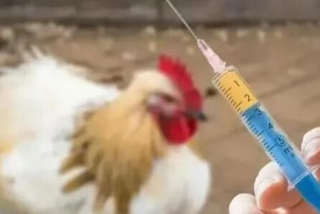 美国“耐药危机”的博弈：肉猪、肉鸡每年吃下9500吨抗生素