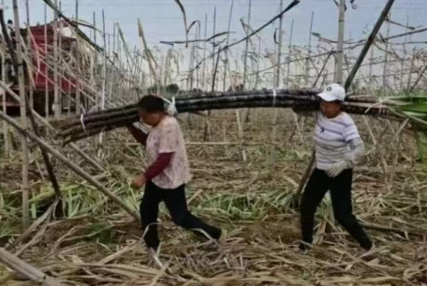 老年蔗农遇上滞销：卖不掉，还得种，为什么?