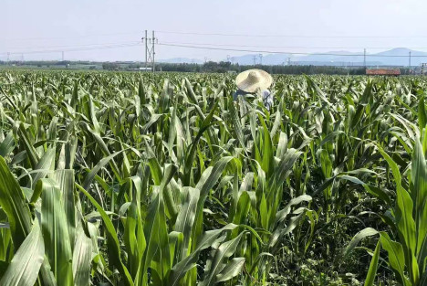 蒋高明:不用化肥一半的人没有粮食吃吗?