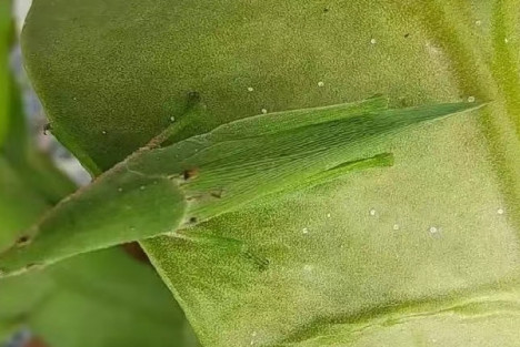 蒋高明:农业模式不改变 会导致物种消失