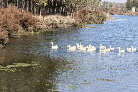 蒋高明|六不用生态农业：乡村振兴与绿色未来的密钥