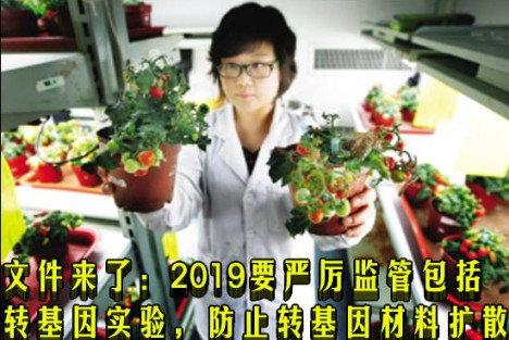 文件来了：2019要严厉监管包括转基因实验，防止转基因材料扩散
