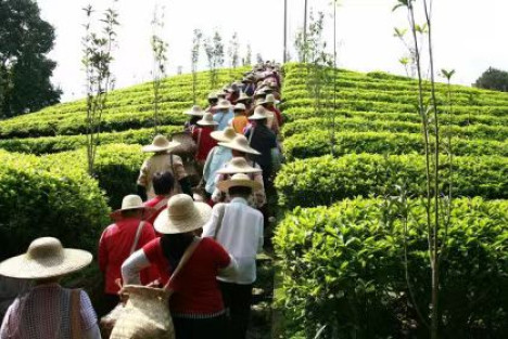 黄金芽炒至3000多元一斤，采茶女工收入却只有茶价的1%