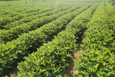 蒋高明:为什么生态农业要坚持六不用?