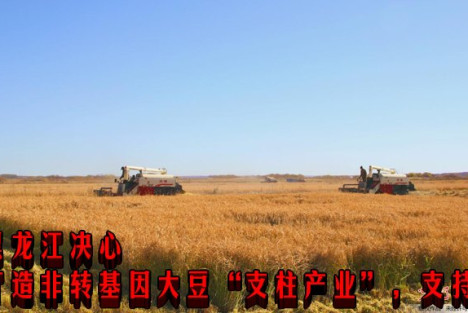 黑龙江决心打造非转基因大豆“支柱产业”，支持！