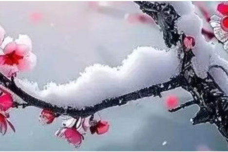 新青年春节开篇：丛中笑和妃子笑