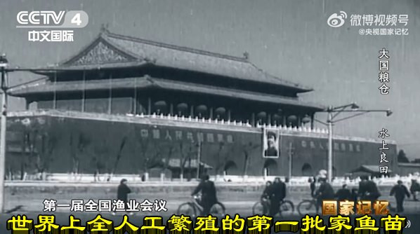 世界上全人工繁殖的第一批家鱼苗