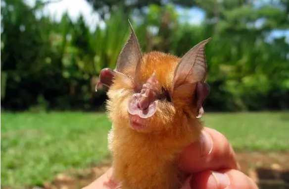 种族灭绝威胁——上市公司将中国人基因样板偷卖给西方！