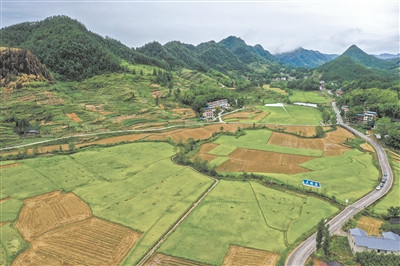 “渝东粮仓”重庆市梁平区蟠龙镇的稻田