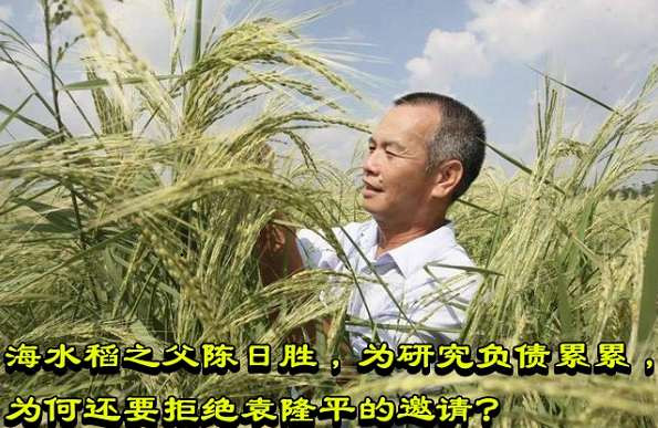 海水稻之父陈日胜,为研究负债累累,为何还要拒绝袁隆平的邀请?