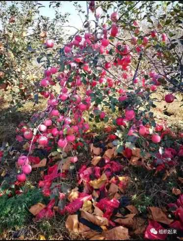 于涛：组织起来，发展壮大集体经济