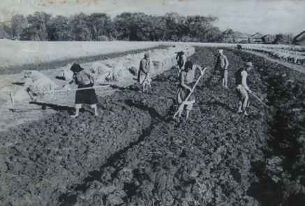 毛泽东社会主义光明道路——农业合作化运动