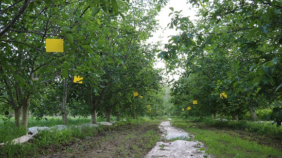 核桃树上挂黄牌 消灭害虫保增收