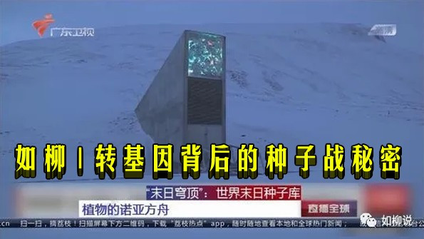 如柳 | 转基因背后的种子战秘密