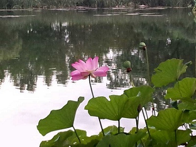 张宏良：当今中国毛派