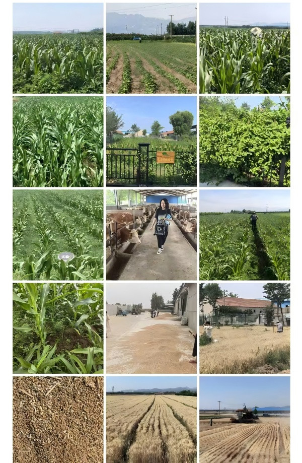 蒋高明：不用化肥一半的人没有粮食吃吗?