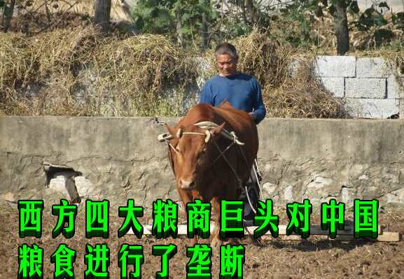 西方四大粮商巨头对中国粮食进行了垄断