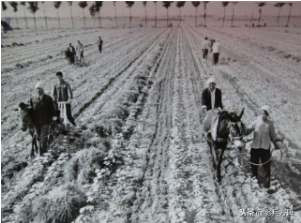 新中国70年代初期欣欣向荣的农村人民公社