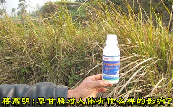 蒋高明：草甘膦对人体有什么样的影响？