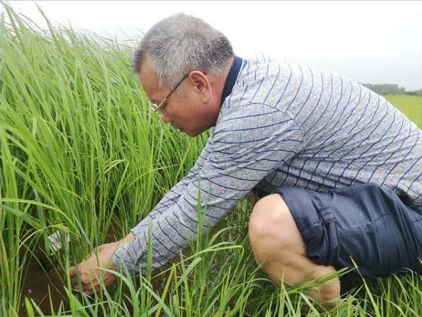 海水稻之父陈日胜,为研究负债累累,为何还要拒绝袁隆平的邀请?