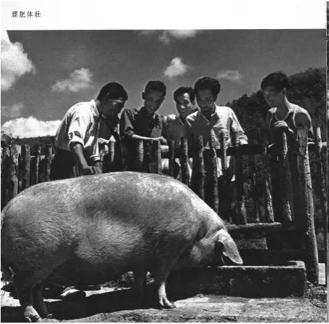 老田：牛棚和五七干校，到底长啥样？