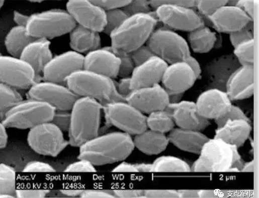 比731更邪恶，美国正秘密研制灭绝中俄的生物武器