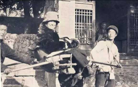 网红的狗坐轿子，富人的狗改历史