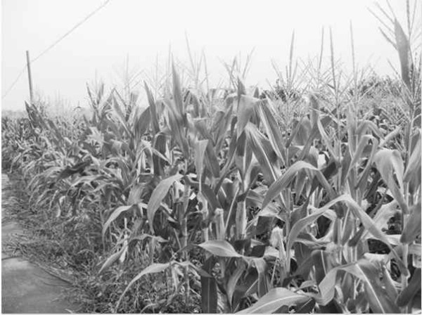 吕永岩：转基因调查证明转基因滥种原因是农民被欺骗！