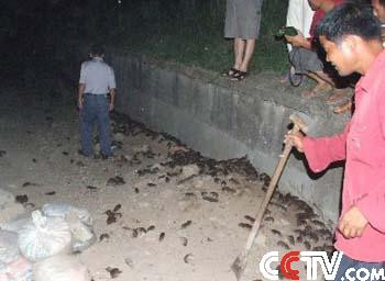 老田：从长江防洪问题看“非毛化智障”