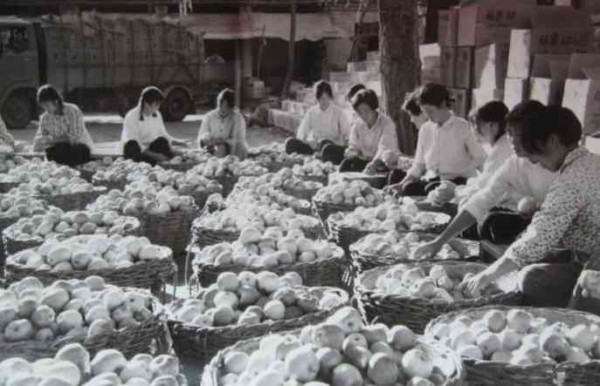 老照片：新中国70年代初期欣欣向荣的农村人民公社