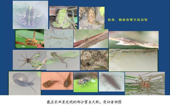 吕永岩：戴庄采用的是类似蒋高明的生态技术