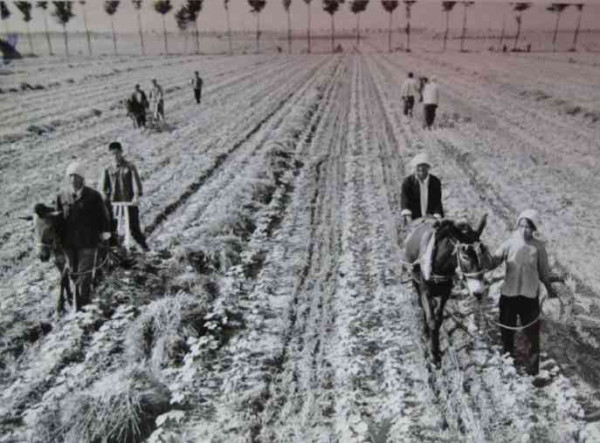 老照片：新中国70年代初期欣欣向荣的农村人民公社