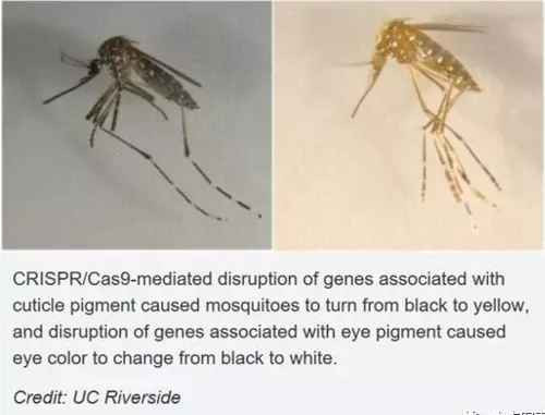 比731更邪恶，美国正秘密研制灭绝中俄的生物武器