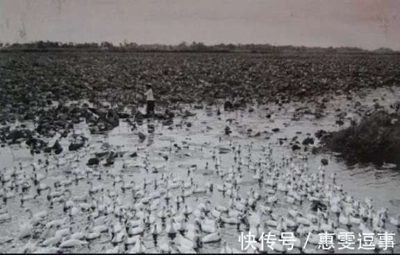 老照片:新中国70年代初期欣欣向荣的农村人民公社