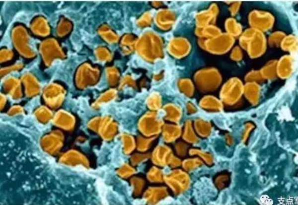 比731更邪恶，美国正秘密研制灭绝中俄的生物武器