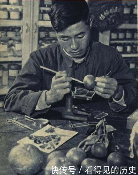 老照片 大跃进时期浙江的农业科技工作者