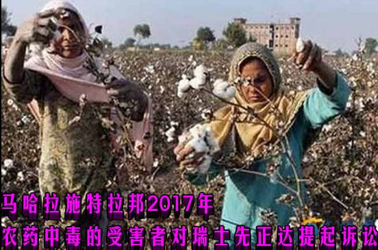 在转基因抗虫棉成为旨在杀死害虫的害虫之后，中毒的农民喷洒了有毒的农药