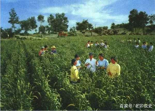 广阔天地，大有可为——记录当年知青下乡生活的珍贵彩色老照片