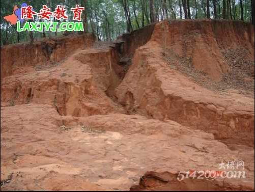 张宏良：转基因树和私有化——西南旱灾的罪魁祸首