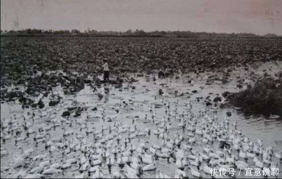 老照片：新中国70年代欣欣向荣的农村人民公社