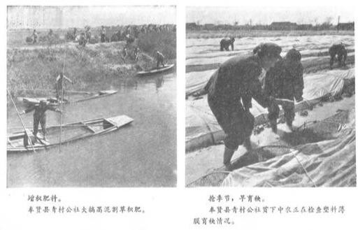 1974年上海郊区农业学大寨，农业要上去，根本在路线