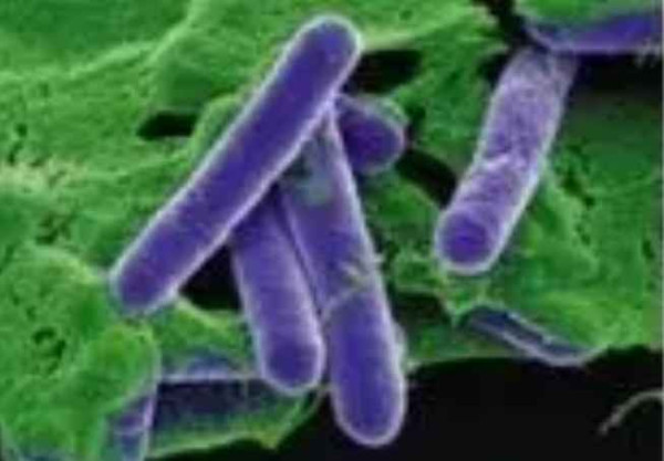 比731更邪恶，美国正秘密研制灭绝中俄的生物武器