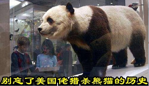 别忘了美国佬猎杀熊猫的历史