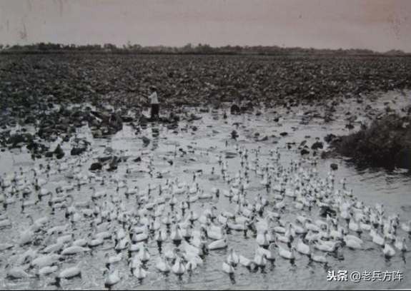 新中国70年代初期欣欣向荣的农村人民公社