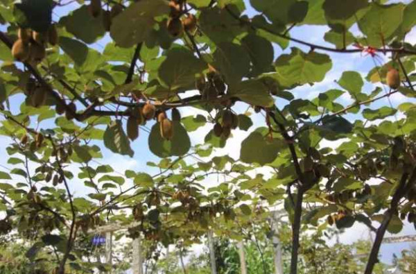 【全国各地学塘约】来自贵州毕节脱贫攻坚前线的消息