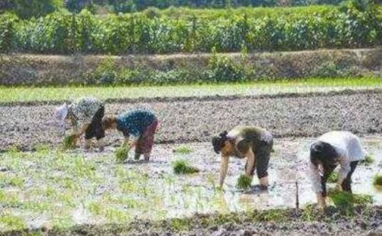 侯赏：从韩丁与杜润生的争论看中国农村社会的变迁