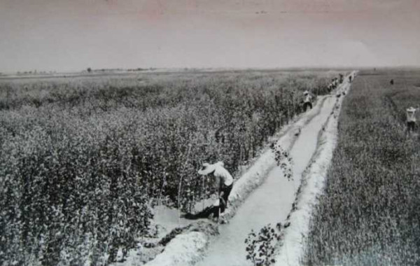 老照片：新中国70年代初期欣欣向荣的农村人民公社