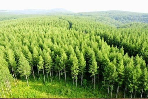 看到塞罕坝的老照片，我落泪了